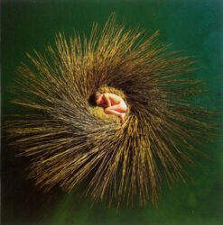 Peter Gabriel – OVO [2000] Ed. EUR